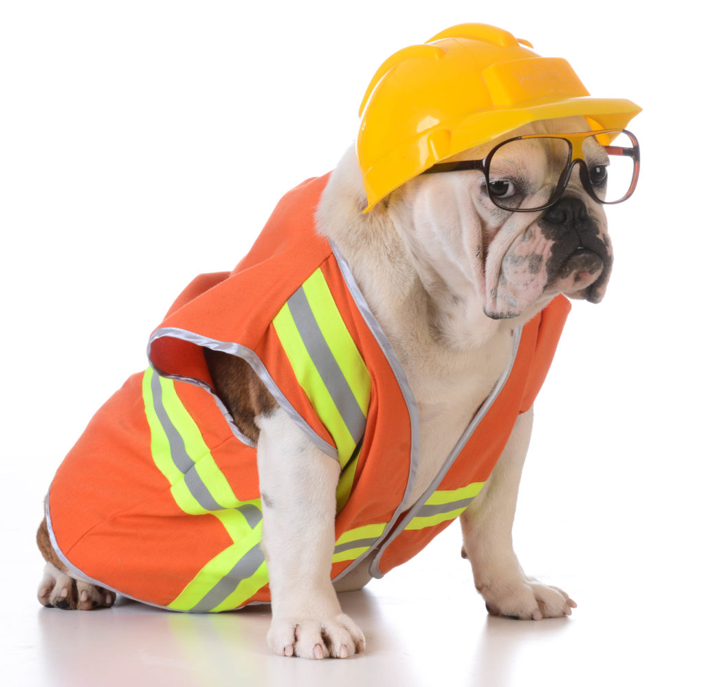 dogincostume 1024x999 - Certified Doesn’t Mean Qualified